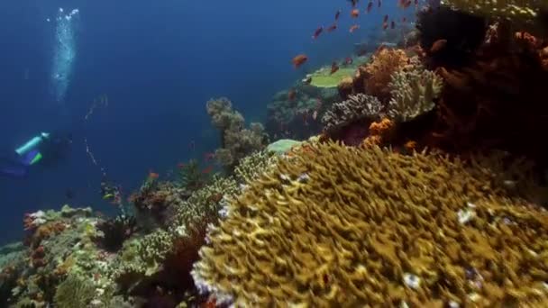 Mergulhador no recife entre escolas de peixes coloridos . — Vídeo de Stock
