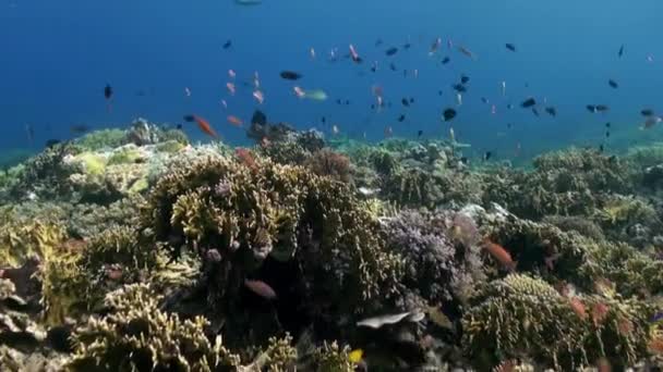 O mundo subaquático de Bali Indonesia. Vida marinha — Vídeo de Stock