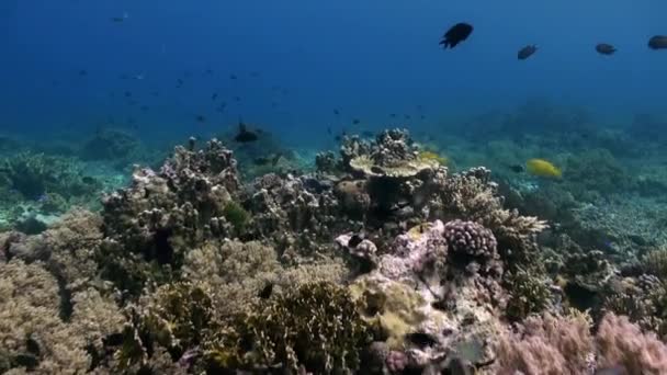 巴厘岛的水下世界。海洋生命 — 图库视频影像