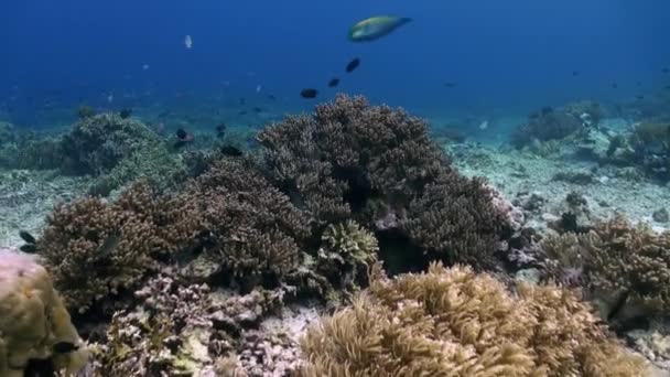 De onderwaterwereld van Bali Indonesië. Oceaan leven — Stockvideo