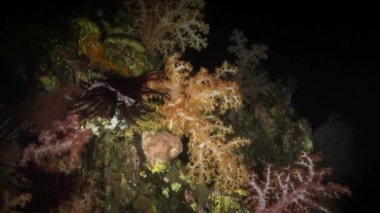 Yumuşak mercan resif üzerinde gece fener ışığında.