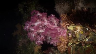 Yumuşak mercan resif üzerinde gece fener ışığında.