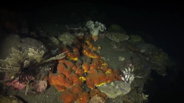 Nuit de poissons sur un récif corallien dans la mer . — Video