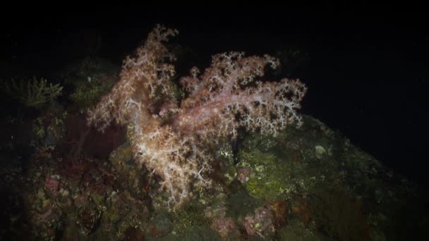 Soft coral in light of a lantern at night on reef. — Stock Video