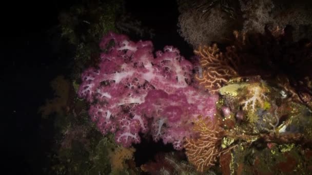 Corail doux à la lumière d'une lanterne la nuit sur le récif . — Video