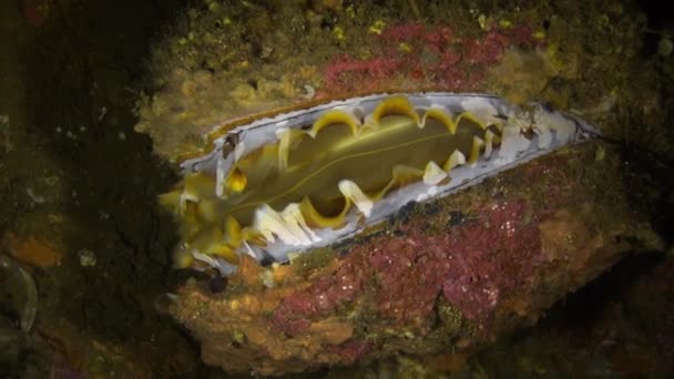 Amêijoa Tridacna no recife de coral na noite da lanterna — Vídeo de Stock