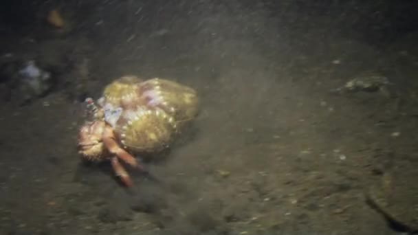 Cancer eremit soldat krabba Pagurian körs botten. — Stockvideo