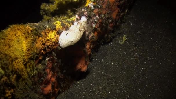 Nudibranch Mollusc True Sea Slug night on reef. — Stock Video