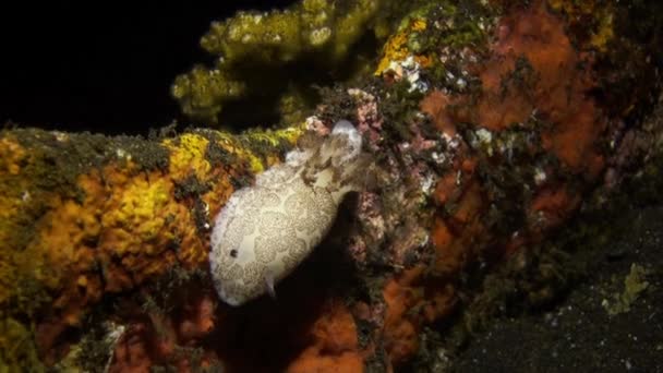 Nudibranch Mollusc True Sea Noche de babosa en el arrecife . — Vídeo de stock