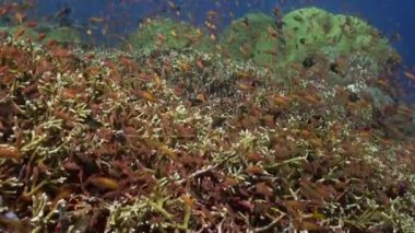 Okyanus resif üzerinde renkli balık sürüsü.