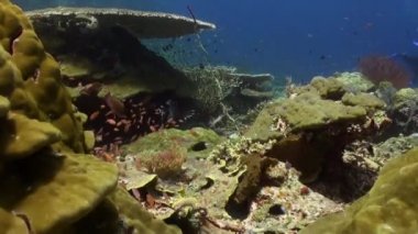Okyanus resif üzerinde renkli balık sürüsü.