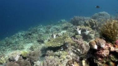 Sualtı dünya deniz hayat Bali Endonezya.