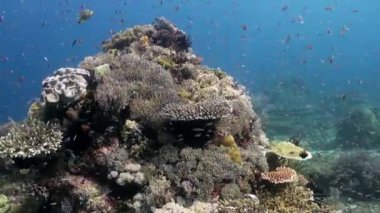 Bali Endonezya deniz yaşamı sualtı dünyası