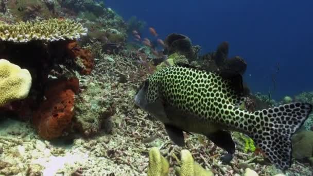 Blackspotted sweetlips ryby na korálovém útesu v moři. — Stock video