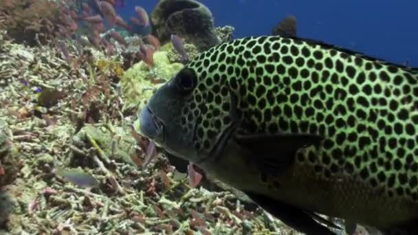 Dulce mancha negra pescado en arrecife de coral en el mar . — Vídeo de stock