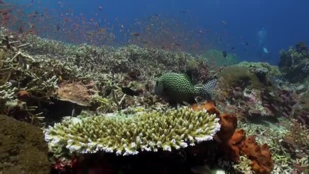 Dolciumi maculati pescano sulla barriera corallina in mare . — Video Stock