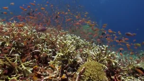 De school van kleurrijke vissen op het rif in Oceaan. — Stockvideo