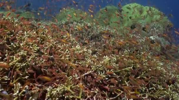 La escuela de peces de colores en el arrecife en el océano . — Vídeos de Stock