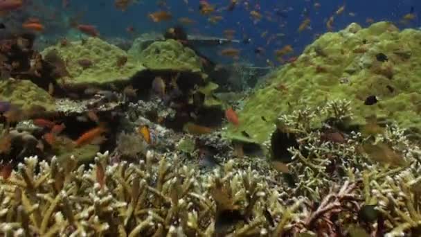 Skola av färgglada fiskar på revet i havet. — Stockvideo