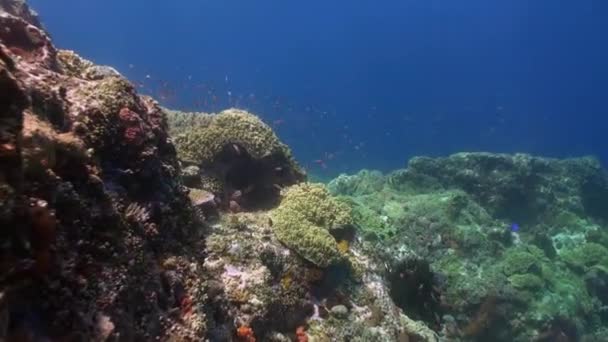 Okyanus resif üzerinde renkli balık sürüsü. — Stok video