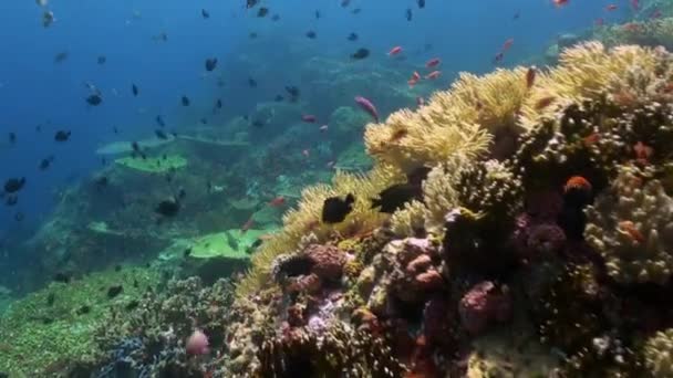 De school van kleurrijke vissen op het rif in Oceaan. — Stockvideo