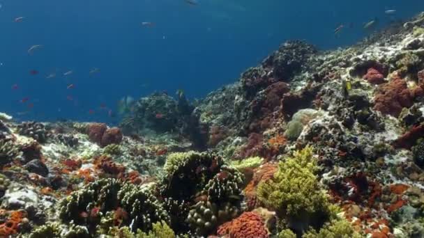 インドネシア バリ島の水中の世界. — ストック動画
