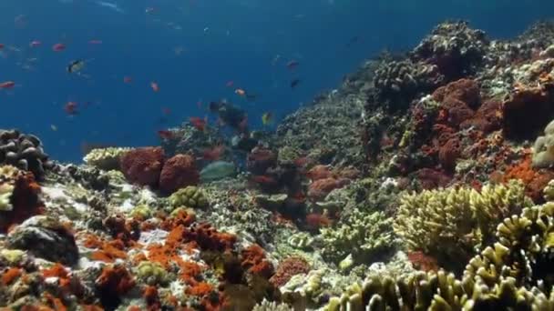 De onderwaterwereld van Bali Indonesië. — Stockvideo