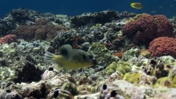 El mundo submarino de Bali Indonesia . — Vídeos de Stock