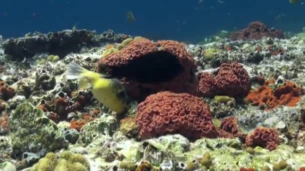Undervattensvärlden i Bali Indonesien. — Stockvideo