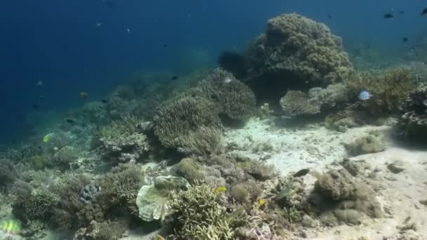 The underwater world of Bali Indonesia Marine Life — Stock Video