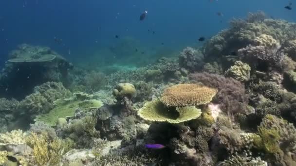 De onderwaterwereld van Bali Indonesië zeeleven — Stockvideo