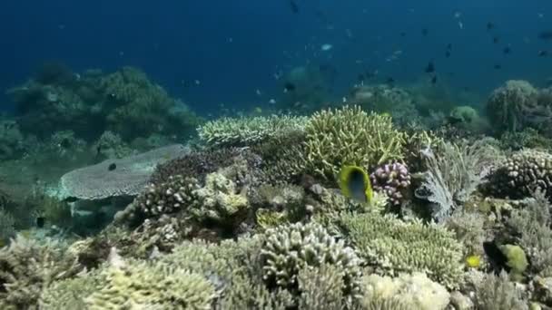 Underwater koraller på sjö hav. Skolan fisk. — Stockvideo