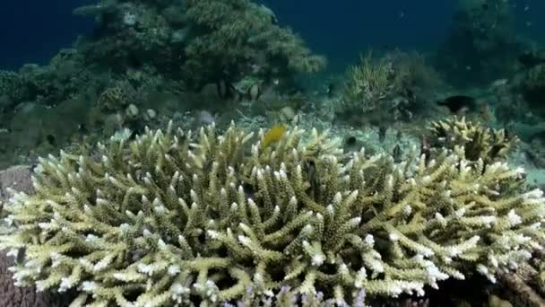 Corales duros bajo el agua en el océano. Peces escolares . — Vídeos de Stock