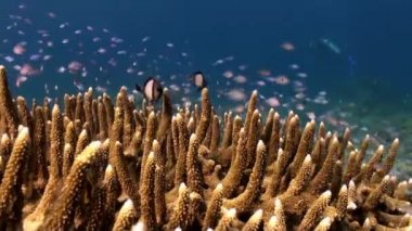 Deniz okyanus üzerinde sualtı sert mercanlar. Okul balık.