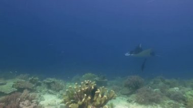 Manta Ray mavi okyanusta yüzmeye. Deniz deniz yaşamı.