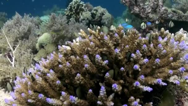 Underwater koraller på sjö hav. Skolan fisk. — Stockvideo