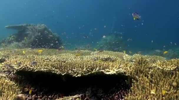 Corales duros bajo el agua en el océano. Peces escolares . — Vídeos de Stock