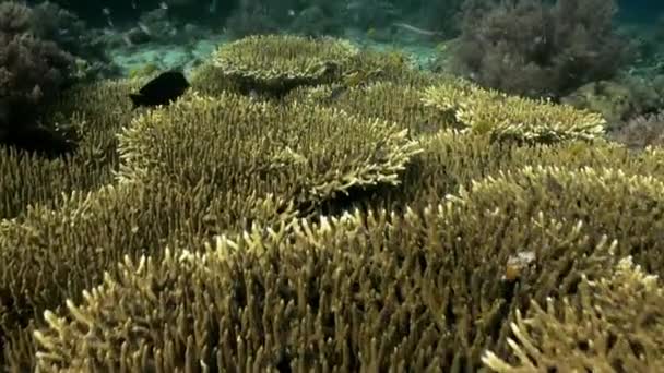 Corales duros bajo el agua en el océano. Peces escolares . — Vídeos de Stock