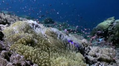 Sualtı deniz okulları renk balık Resifi'nde eğimi