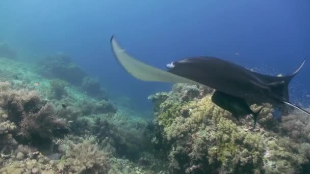 Manta Ray pływanie w niebieski Ocean. Życie morskie morze. — Wideo stockowe