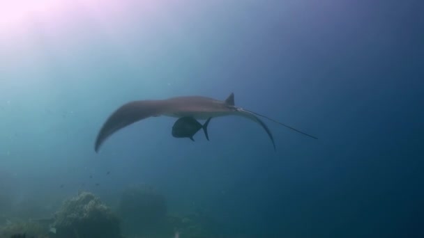 Manta Ray nage dans l'océan bleu. Vie marine en mer . — Video