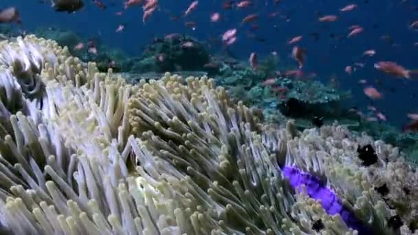 Underwater slope of reef in sea Schools color fish — Stock Video