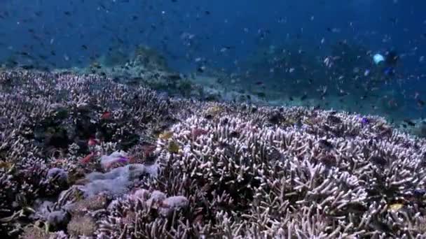 Declive subaquático do recife no mar Escolas cor peixe — Vídeo de Stock