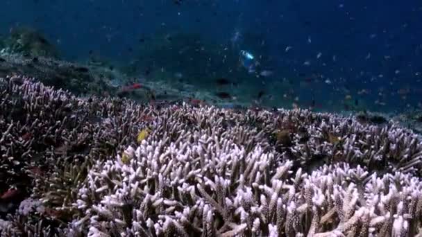 Declive subaquático do recife no mar Escolas cor peixe — Vídeo de Stock