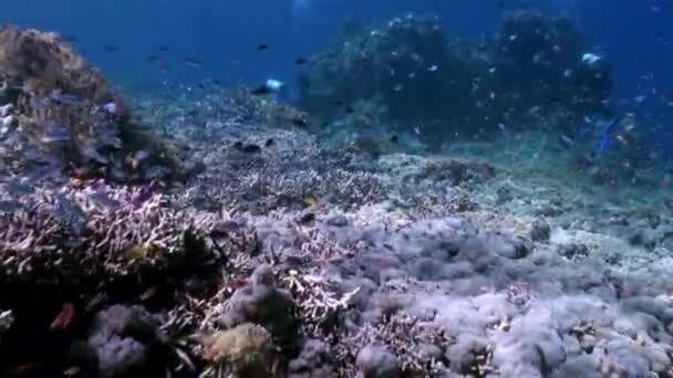 Unterwasserabhang des Riffs in Meeresschwärmen färbt Fische — Stockvideo