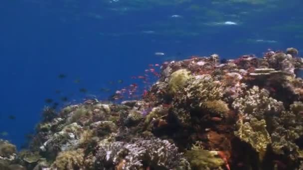 Школа разноцветных рыб на рифе в океане . — стоковое видео