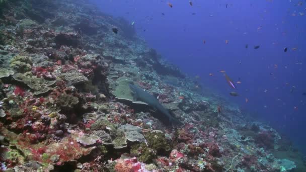 La scuola di pesci colorati sulla barriera corallina in oceano . — Video Stock
