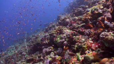 Okyanus resif üzerinde renkli balık sürüsü.