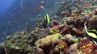 Okyanus resif üzerinde renkli balık sürüsü.