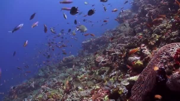 Escuelas de peces azules y rojos en un arrecife tropical . — Vídeos de Stock